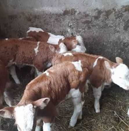 Aduc viței bălțată românească doar pe comandă