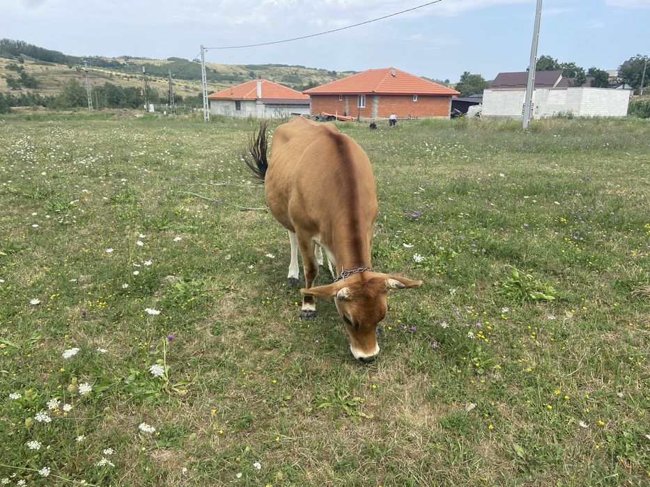 De vanzare jurinca rasa jerssi