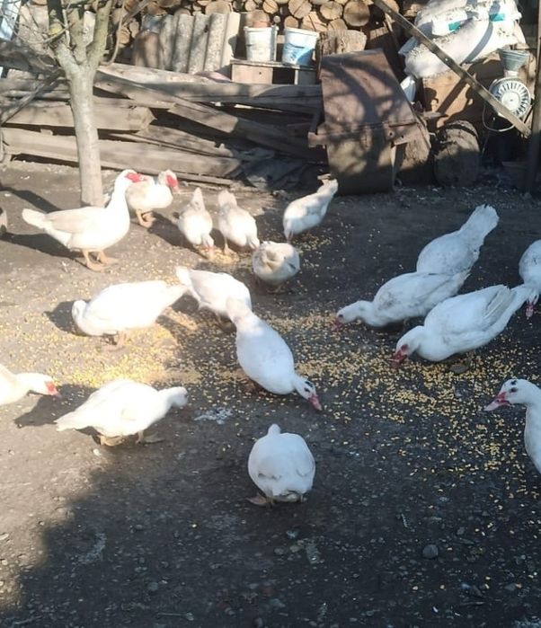 Rațe Mute Leșești Albe