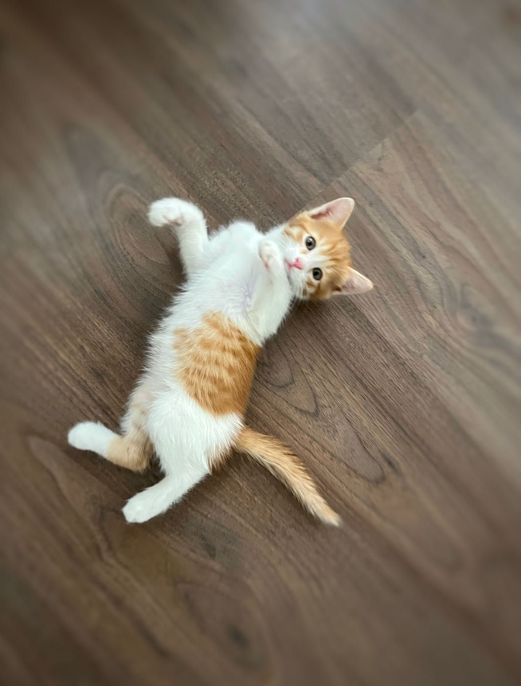 Отдам котёнка в добрые руки( мальчик)