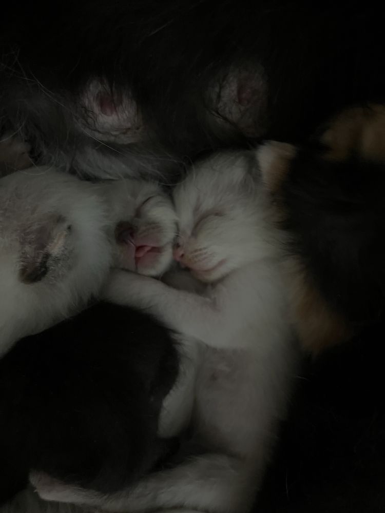 Котята ласковые, игривые по хорошей цене