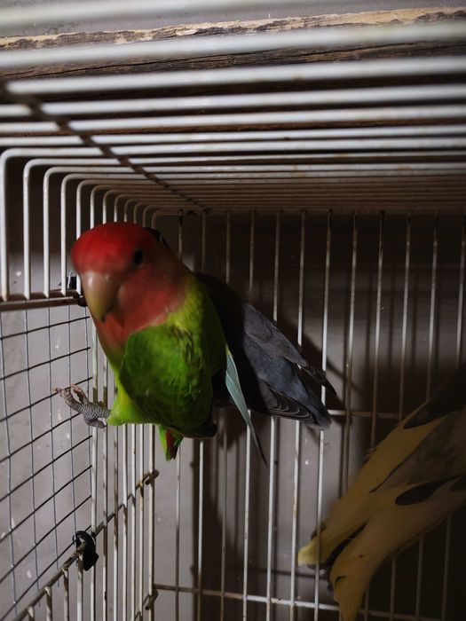 Agapornis disponibil