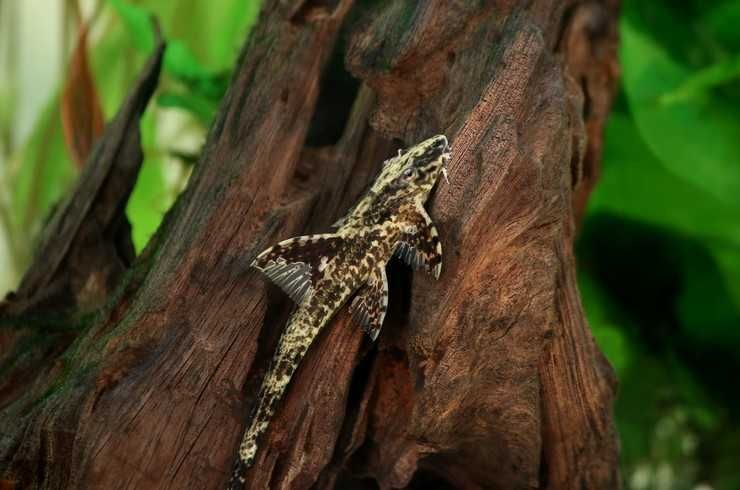 Аквариумные рыбки! Лорикария