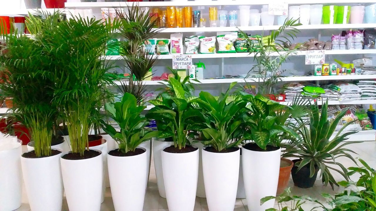 Растения цветы в горшках для офисов учун гуллар тувакла