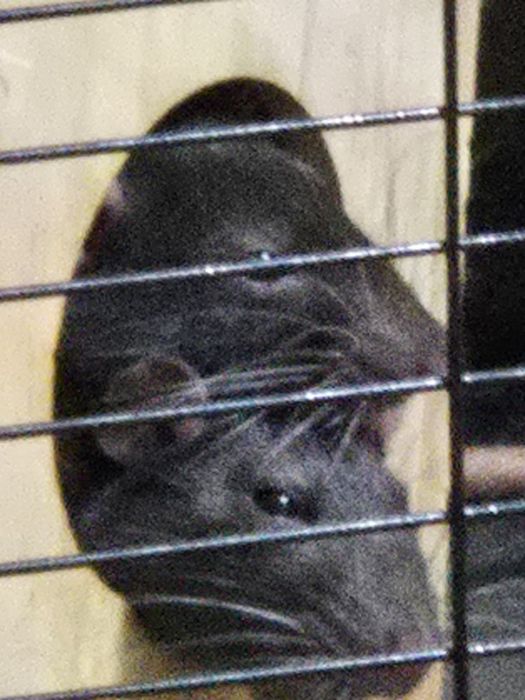 Отдам крысок бесплатно