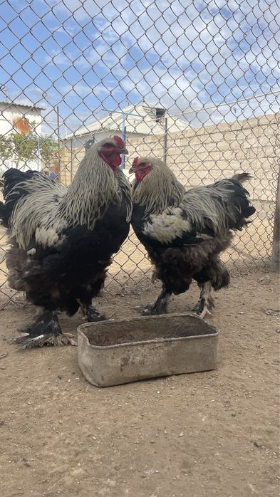 Темный брама сатылады