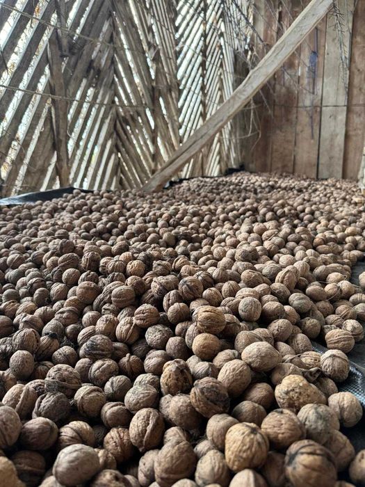 Nuci in coaja - productie 2025