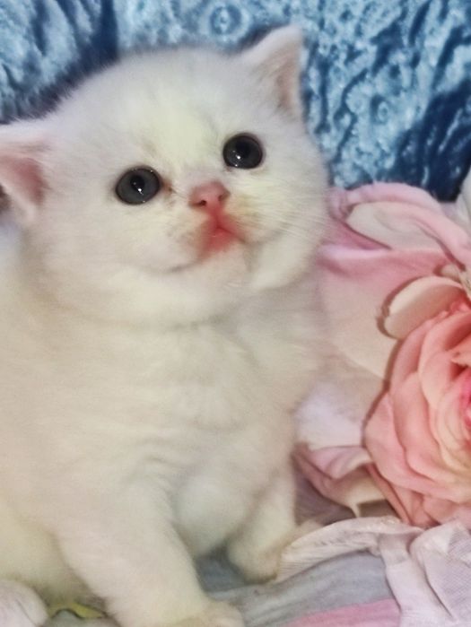 Продается шикарный белоснежный котенок девочка