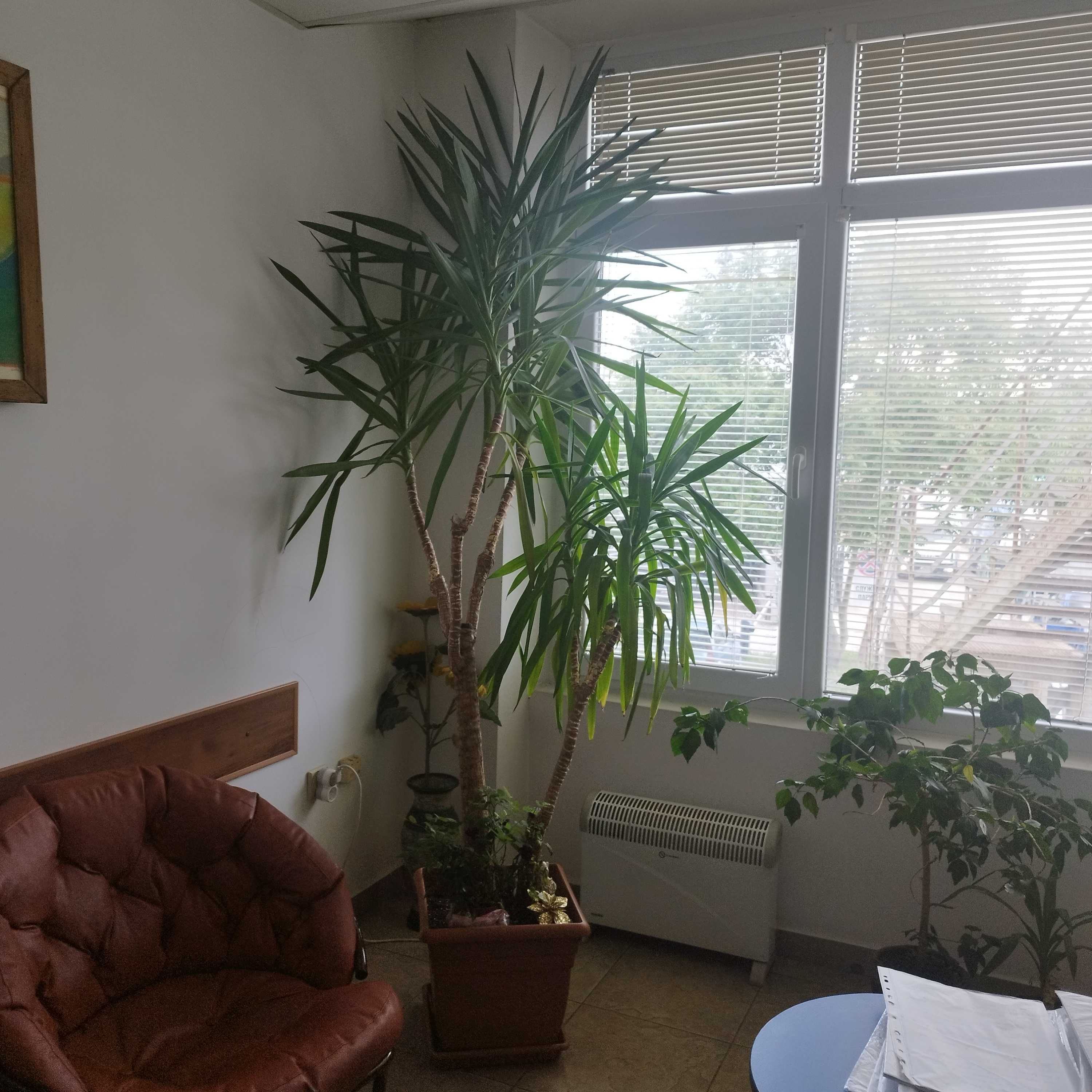 Палма , 30 годишна, около 2,50 м височина