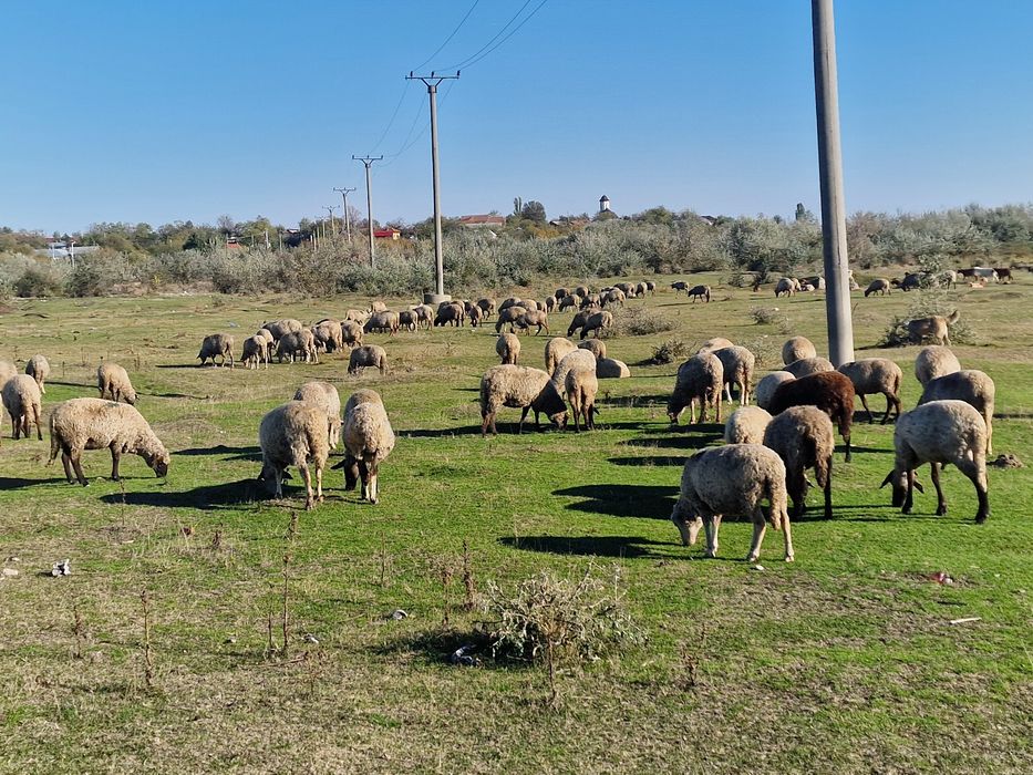 Vând 100 oi de ținut+30 capre cu lapte
