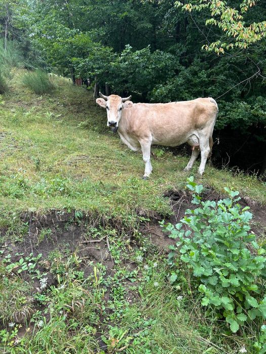 Vaca gestanta  ..