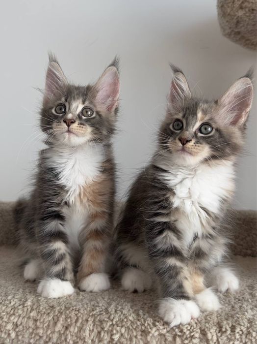 Продажа котят бронь Мейн-Куна