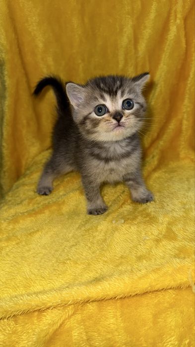 Котята золотые Шиншиллы