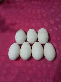 Гусиные домашние яйца на инкубацию, оплод 50%