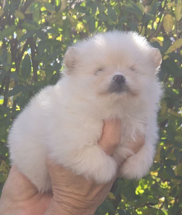 Померан   Момиче