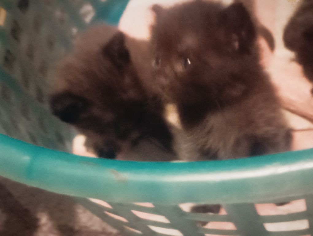 Котята, 3 девочки