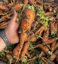 Seminte morcov furajer 0,5 kg