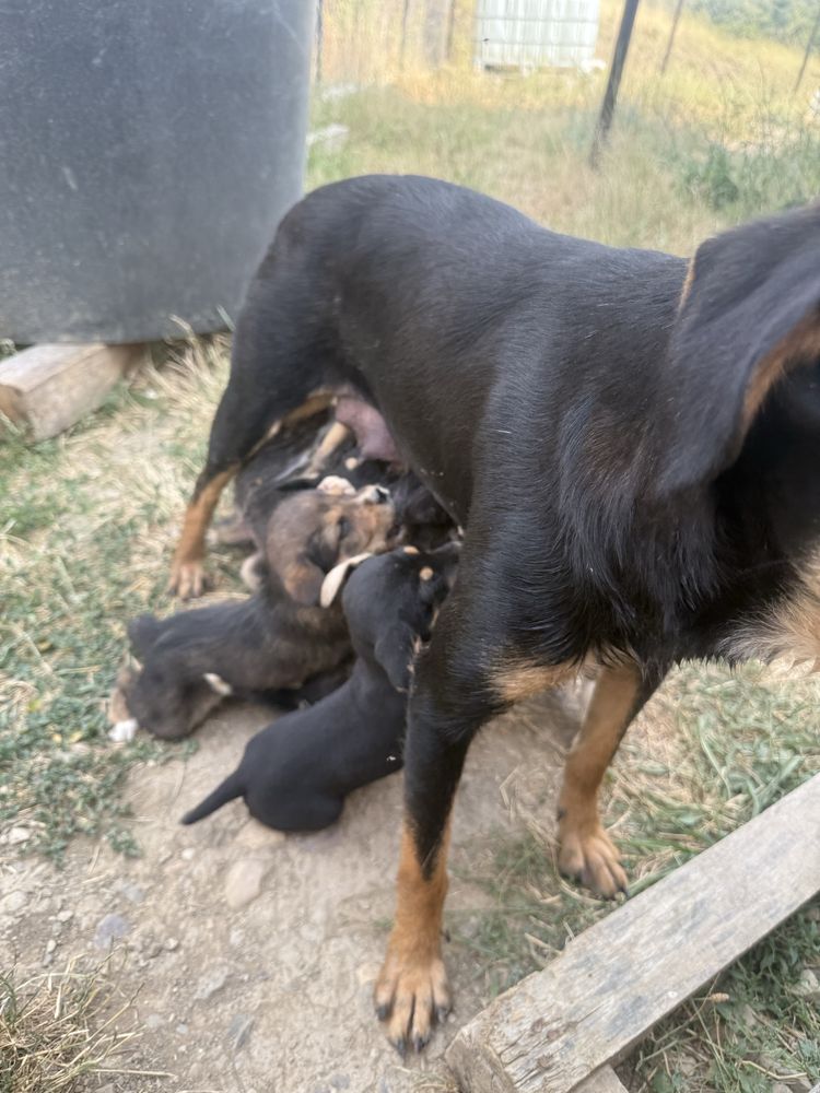 Donez căteluși de vanatoare