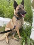 Femelă Ciobănesc Belgian-Malinois