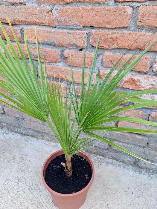 Palmier Washingtonia.