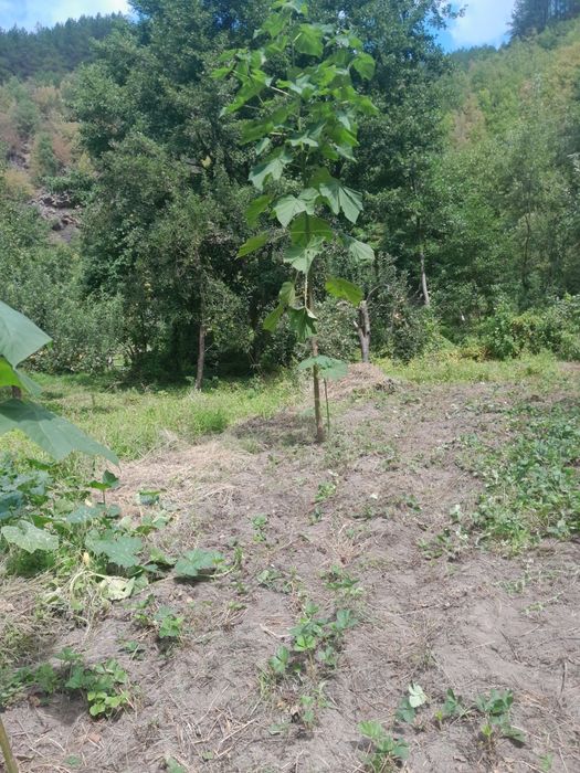 Пауловния. Висококачествени фиданки