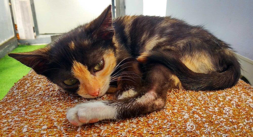 Подарявам малко шарено котенце