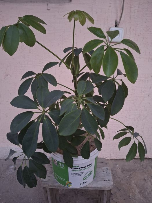 Шеффлера,  Комнатные цветы