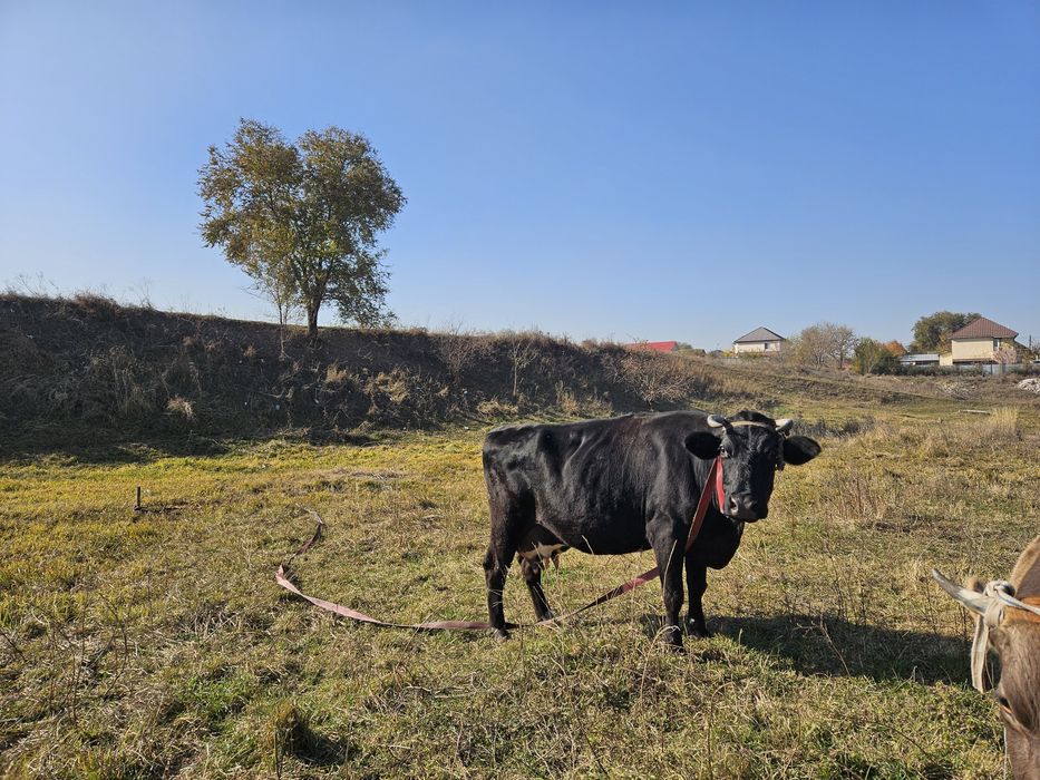 Продам стельную ,высокодойную корову