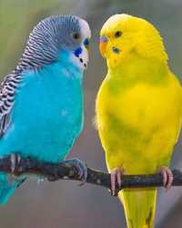 Волнистые попугаи разных цветов
