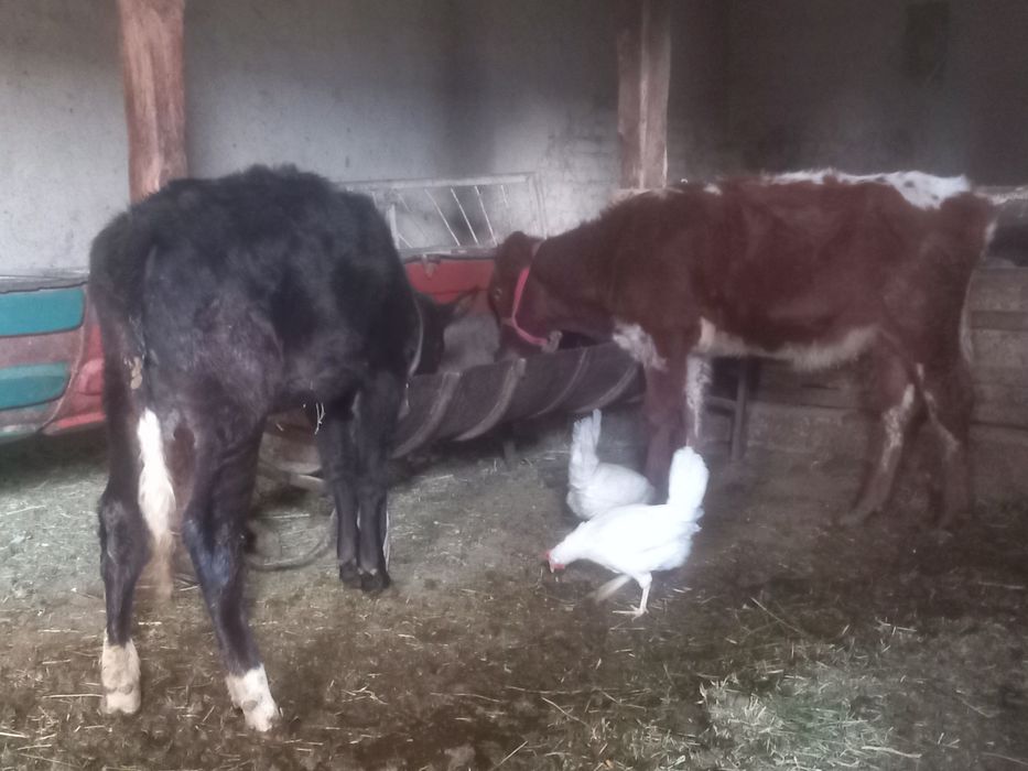 2ta mesni xonagi gunojinla sotiladi