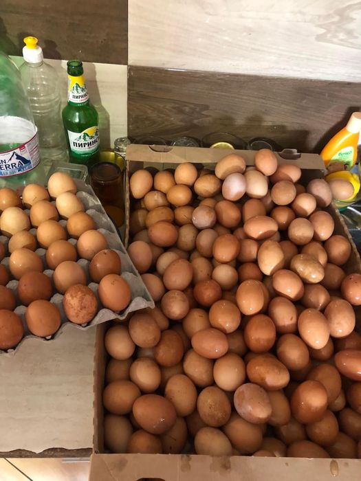 Кокошки носачки ломан браун