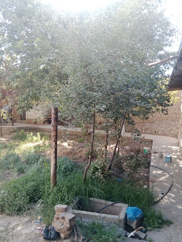 Hovli shahar markazidan Qarshi shahri Gulshan mahalla Gulzor ko'cha