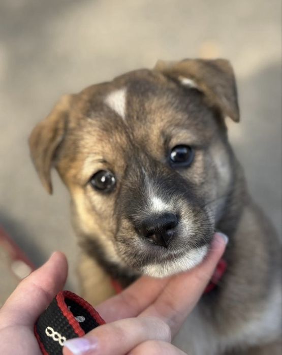 Щенок двор-терьер отдадим в добрые руки