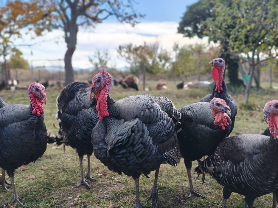 Продавам домашно гледани пуйки пуяци