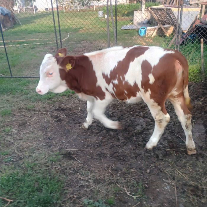 Vând vițică de trei luni jumate