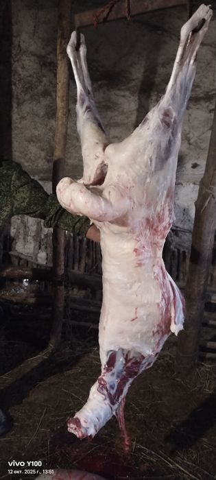 Продам мясо баранина