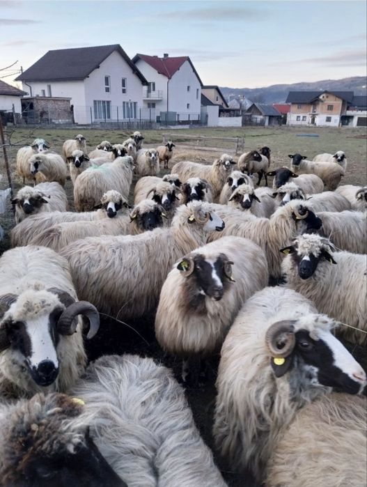 Oi tinere frumoase doresc sa isi  schimbe stăpânul 43 de bucati