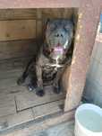Donez femela Cane Corso