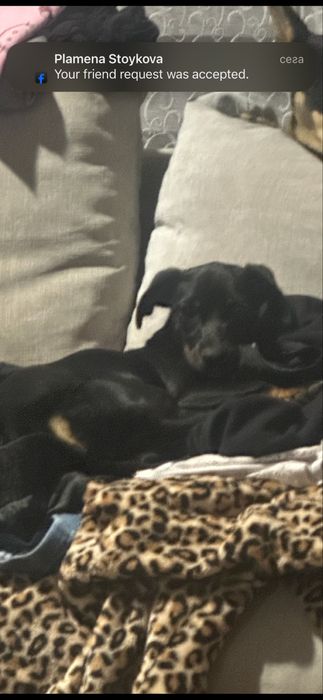 Чисто кръвен Женски пинчер