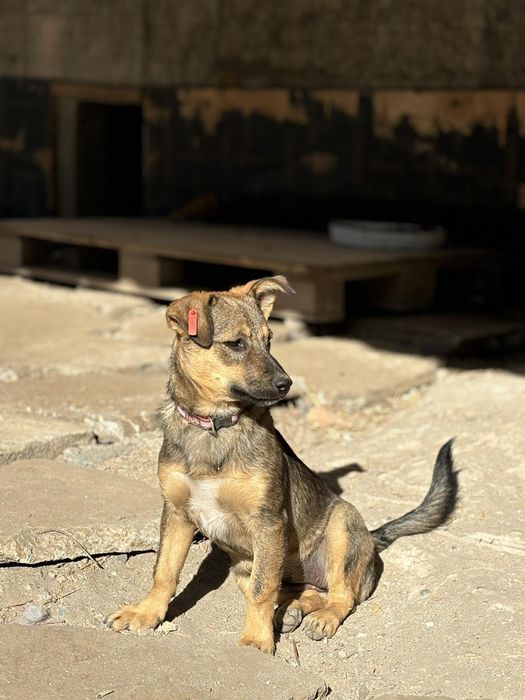 Подаряват се 4 сладки кученца