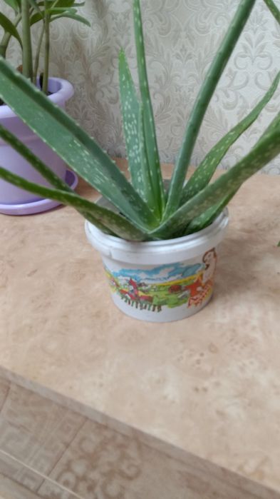 Алое вера сочные листья применяется в лечебных и косметических целях