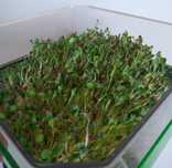 Germeni sau seminte germinate