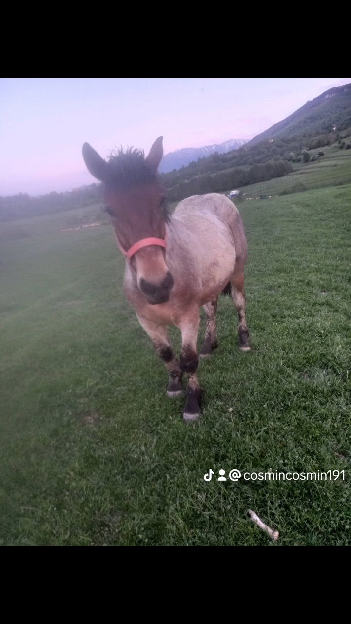 Mânz de un an de vânzare