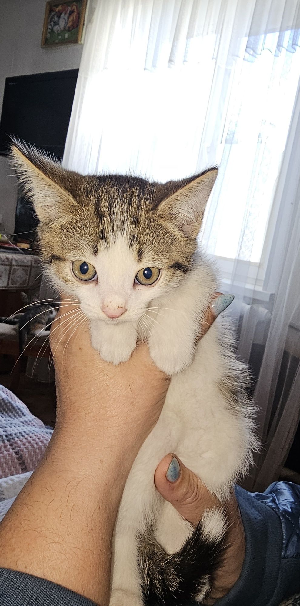 Отдам котят в добрые руки 2 мальчика 1 девочка.