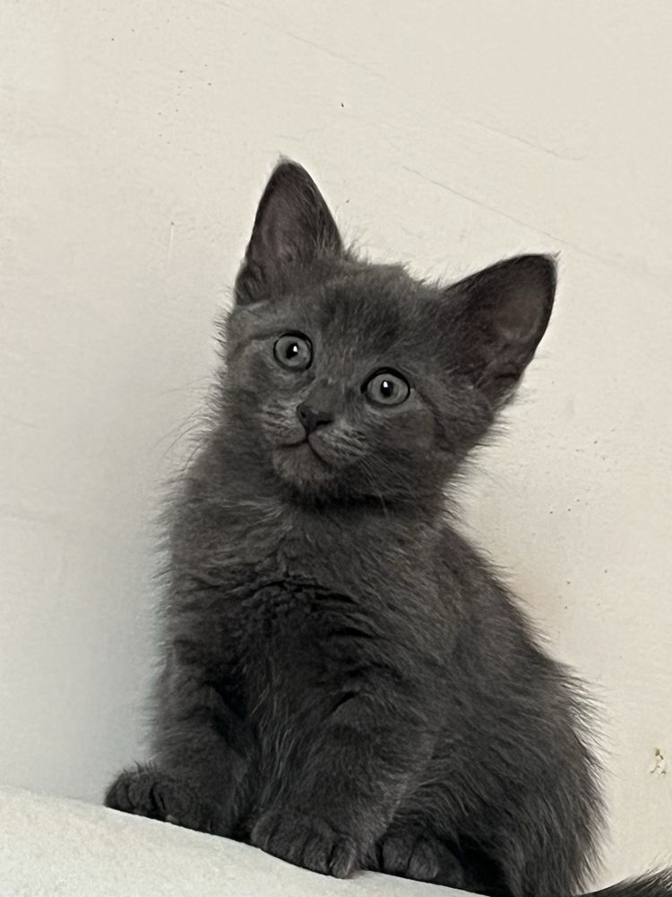 котята девочки бесплатно