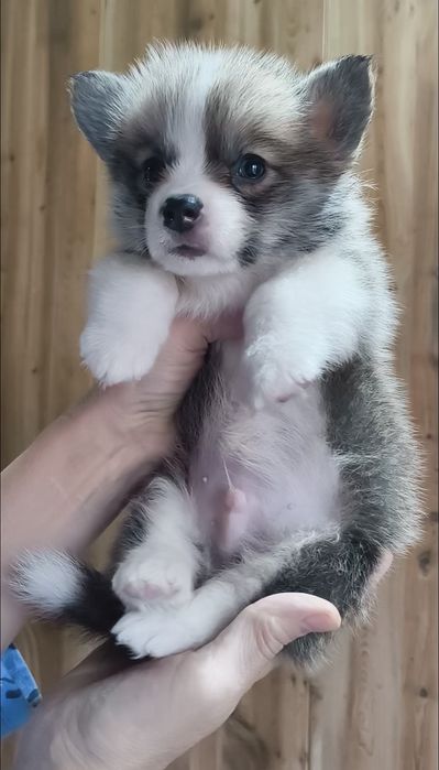 Хорошенькие щеночки вельш-корги пемброк