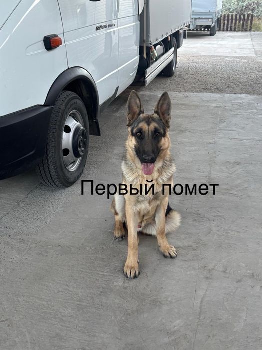 Продаю щенков овчарки