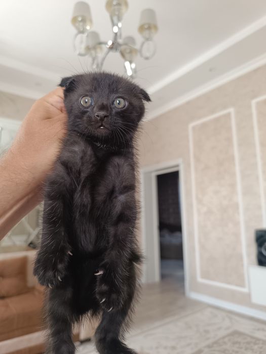Котенок мальчик 2 месяца , веслоухий