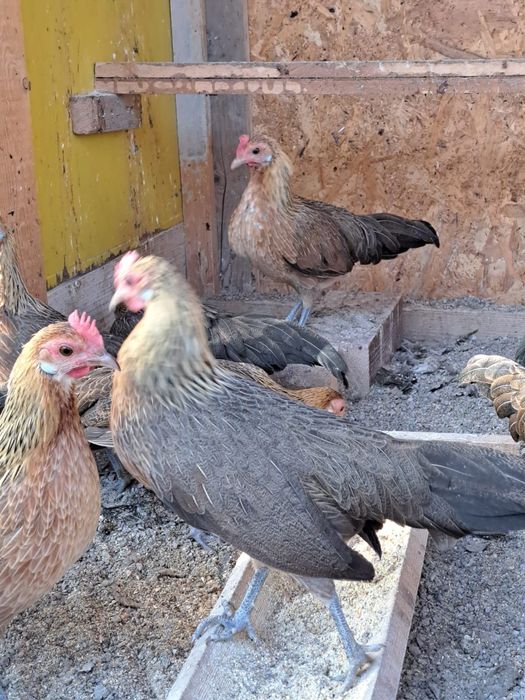 Vând familie Phoenix pitic