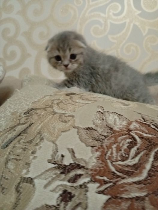 Продам котят вислоухая Скотиш Фолд